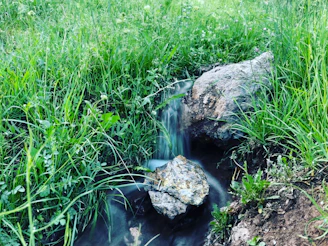 A peaceful outdoor scene showing water gently flowing from a žalias srautas pump into a natural irrigation system.