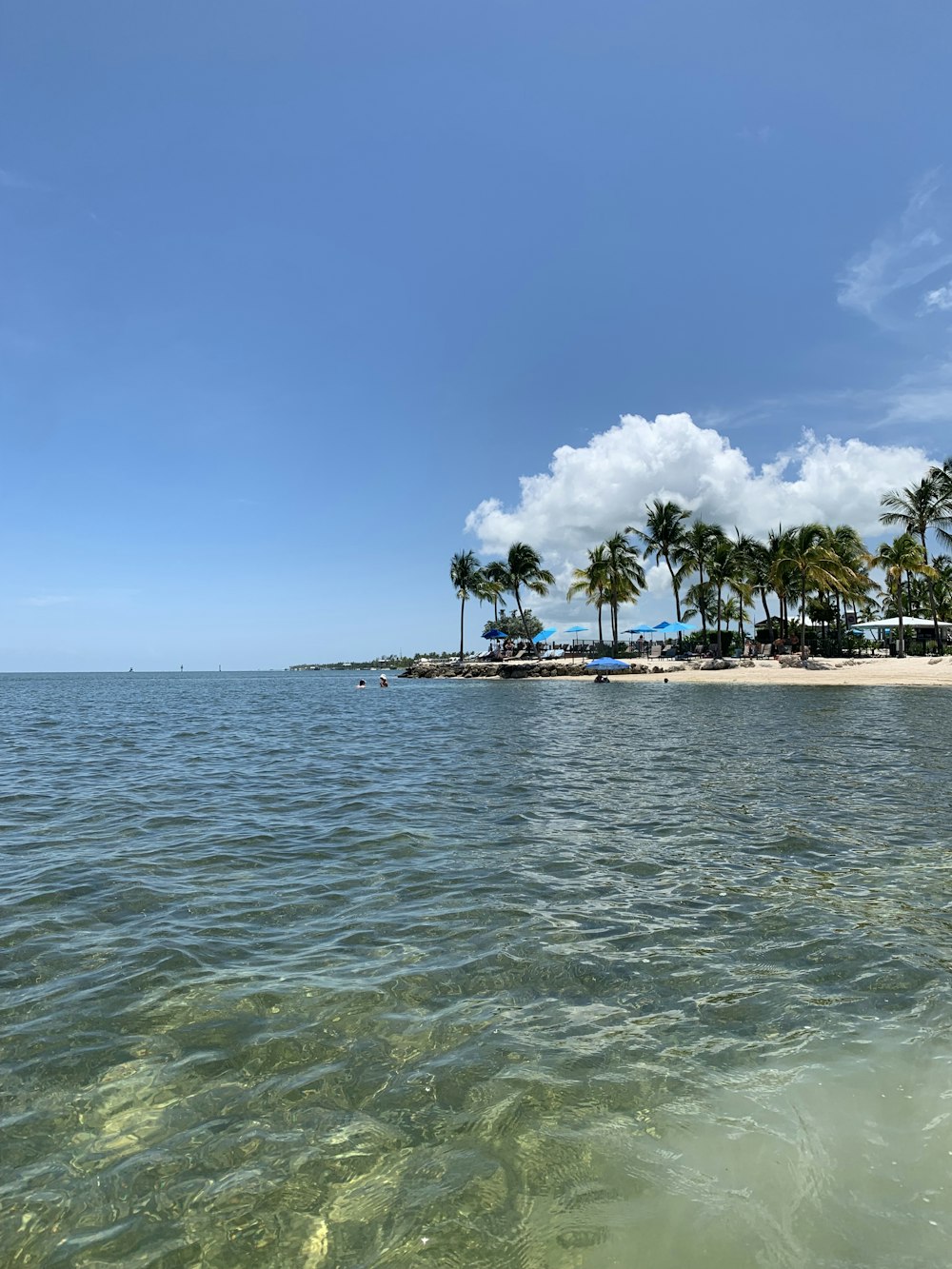 a body of water with palm trees in the background