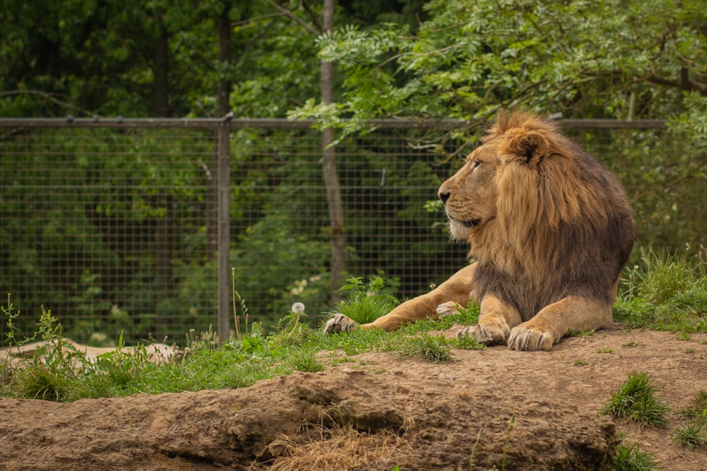 un grand lion assis au sommet d’un champ de terre