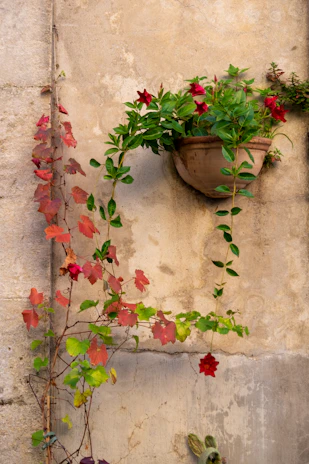 A cozy patio wall adorned with verdelis wall planters overflowing with colorful blossoms.