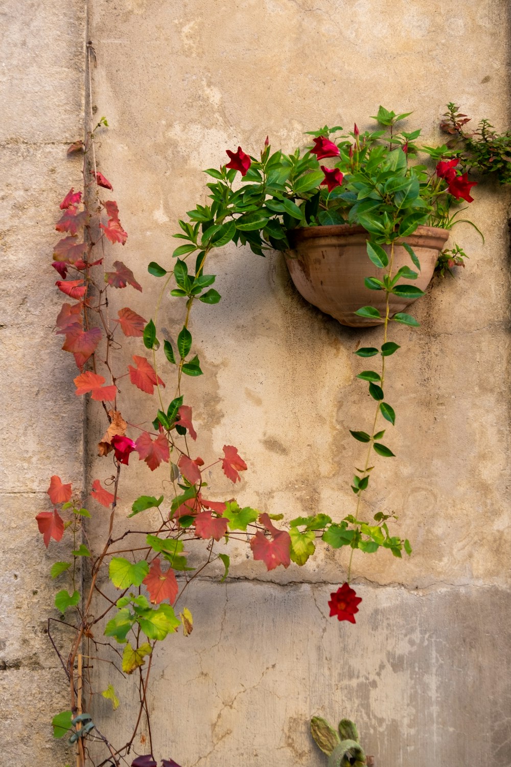 a potted plant on the side of a building