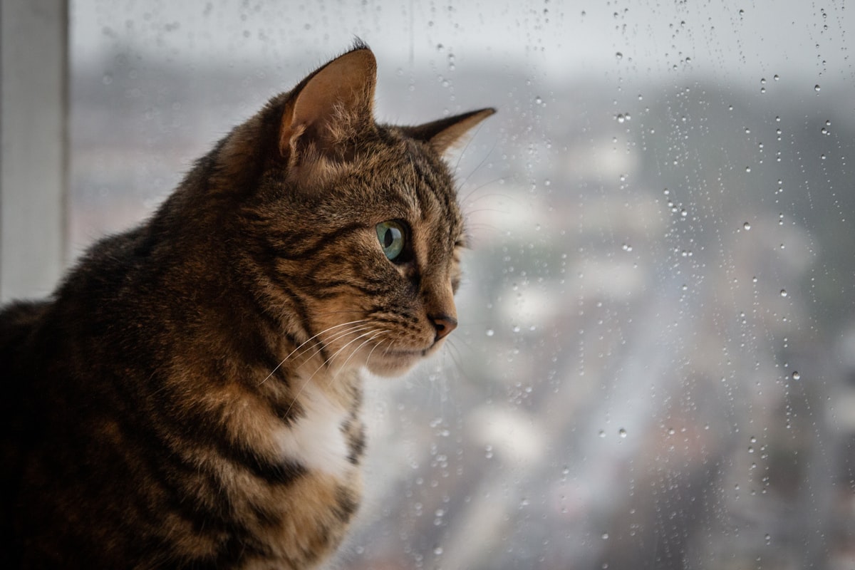 A cat looking out of a rain-streaked window during monsoon weather