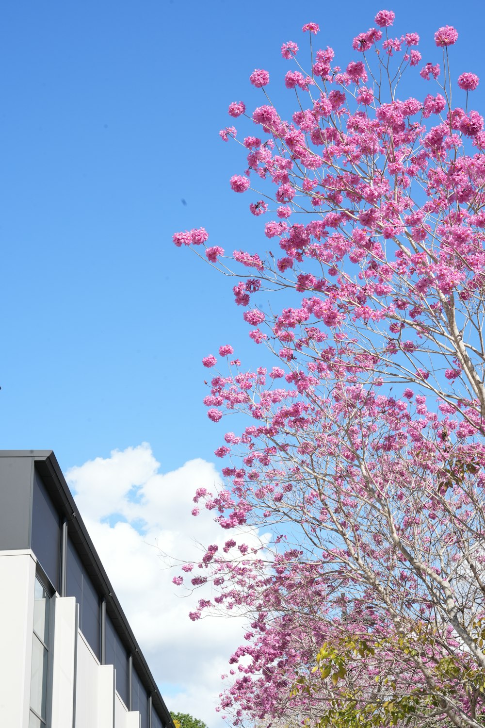 a tree with pink flowers in front of a building