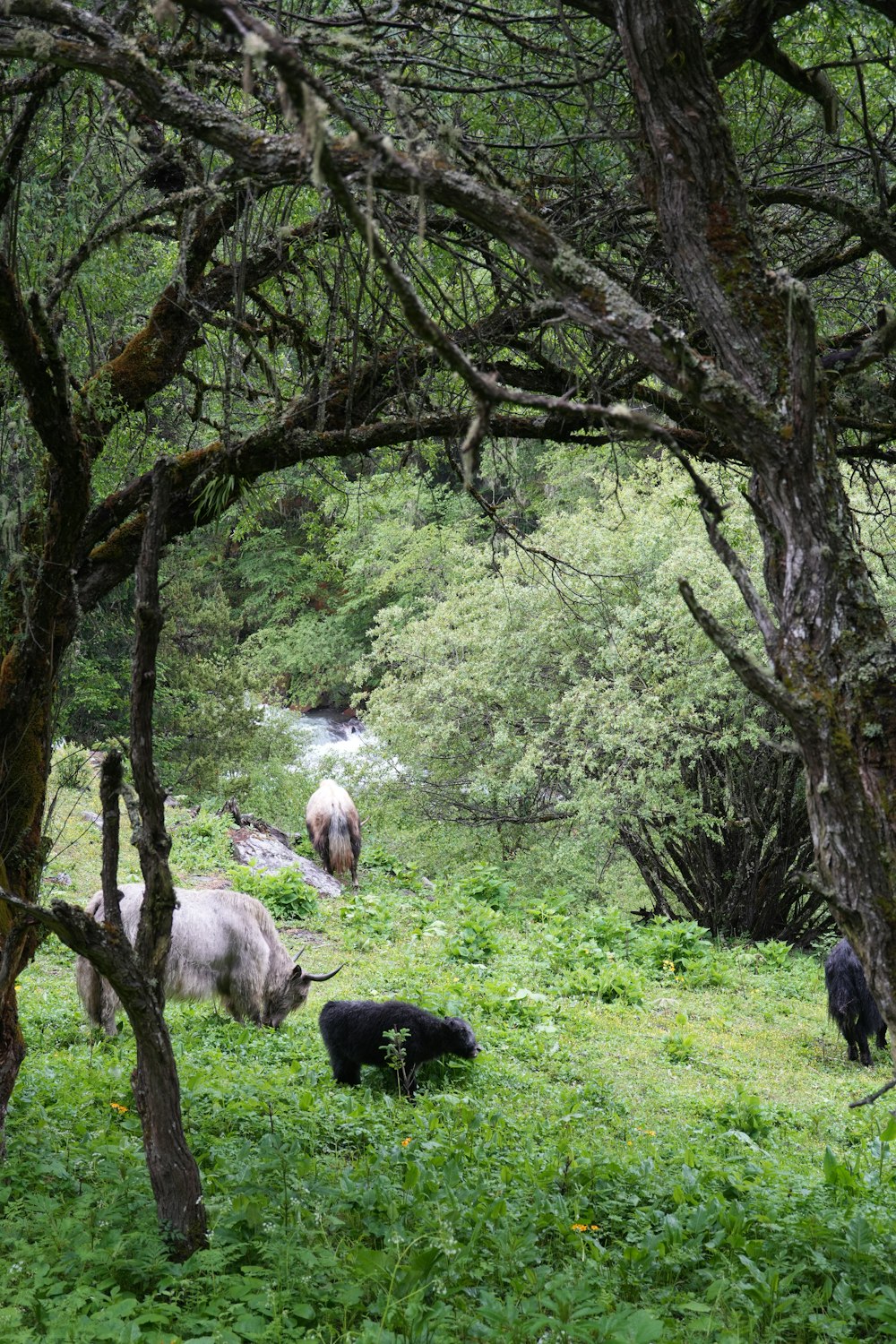 a group of animals that are standing in the grass