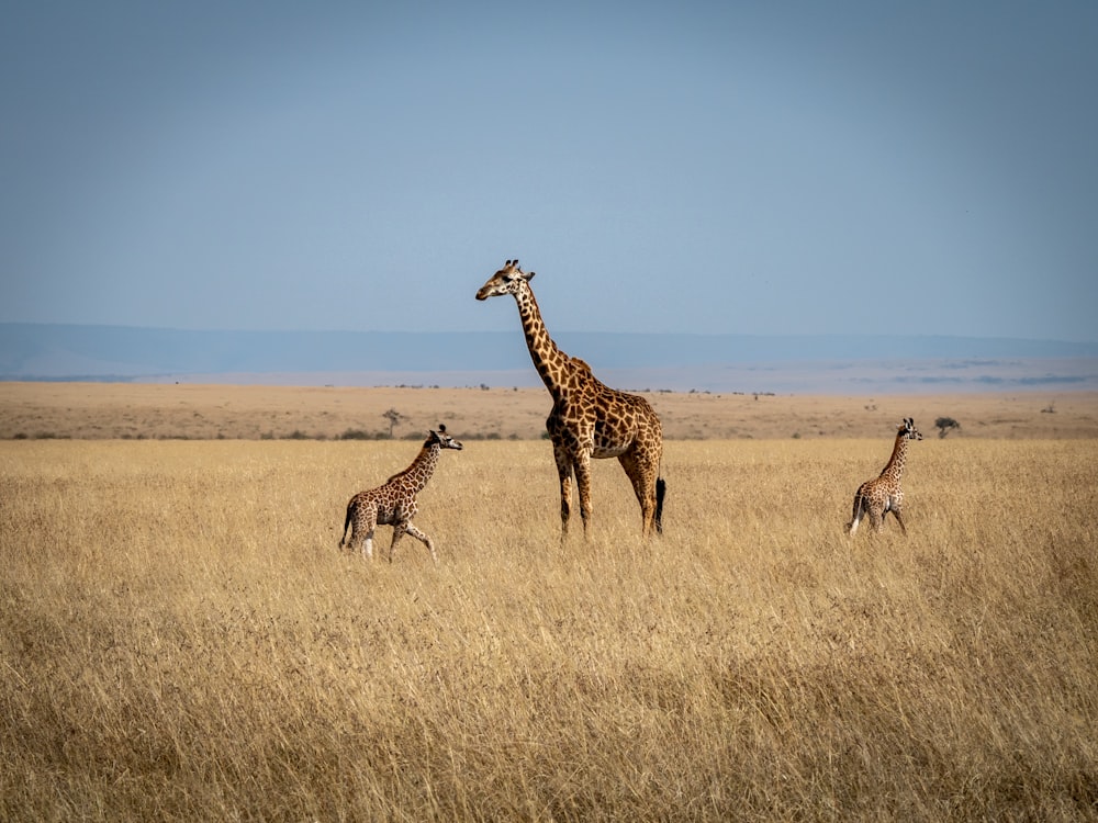a group of giraffes walking through a dry grass field