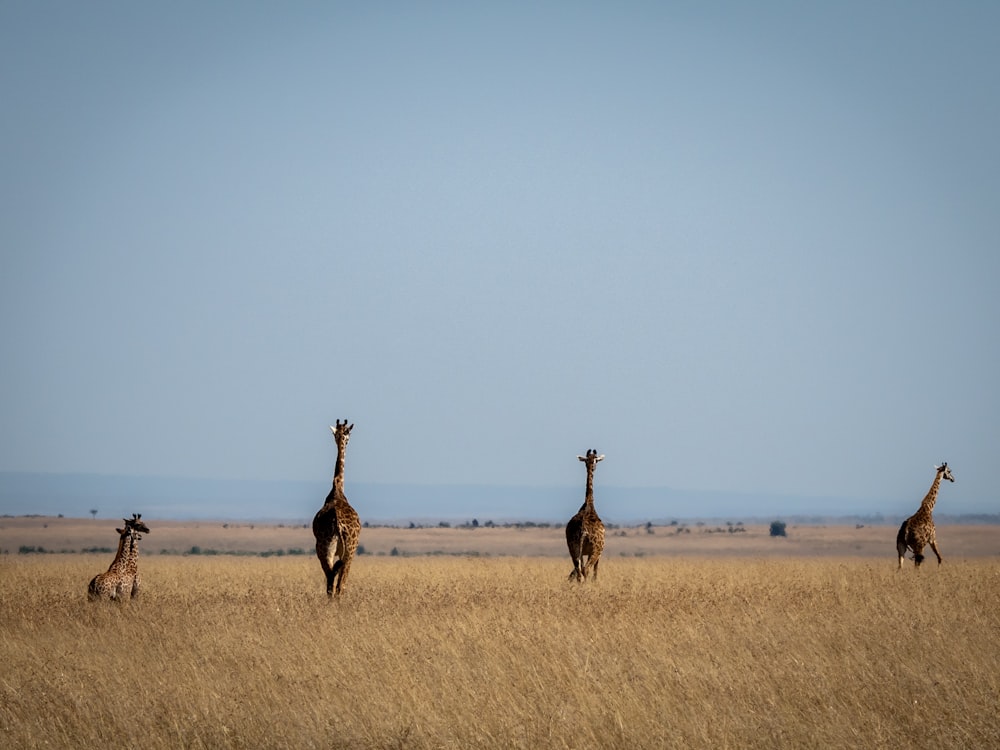 Un groupe de girafes marchant à travers un champ d’herbe sèche