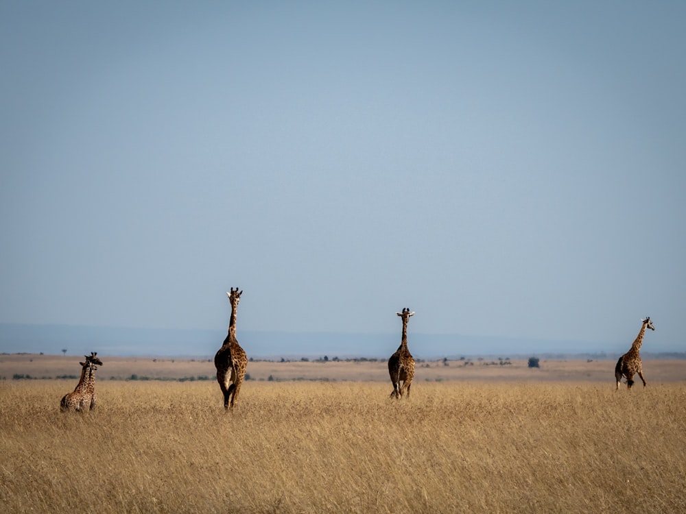 a group of giraffes walking across a dry grass field