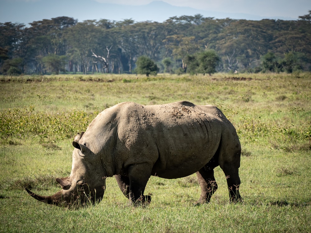 a rhino grazing in a field with trees in the background