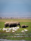 a herd of elephants walking across a lush green field