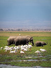 a herd of elephants walking across a lush green field