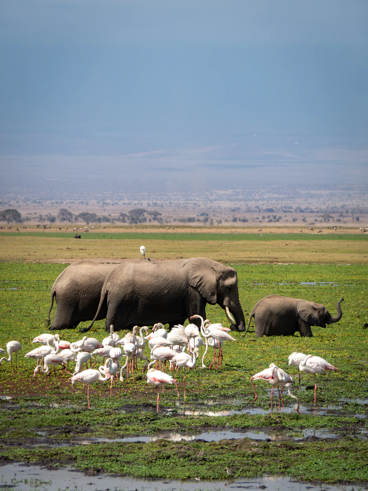 Elephant herd walking across green grass in Amboseli