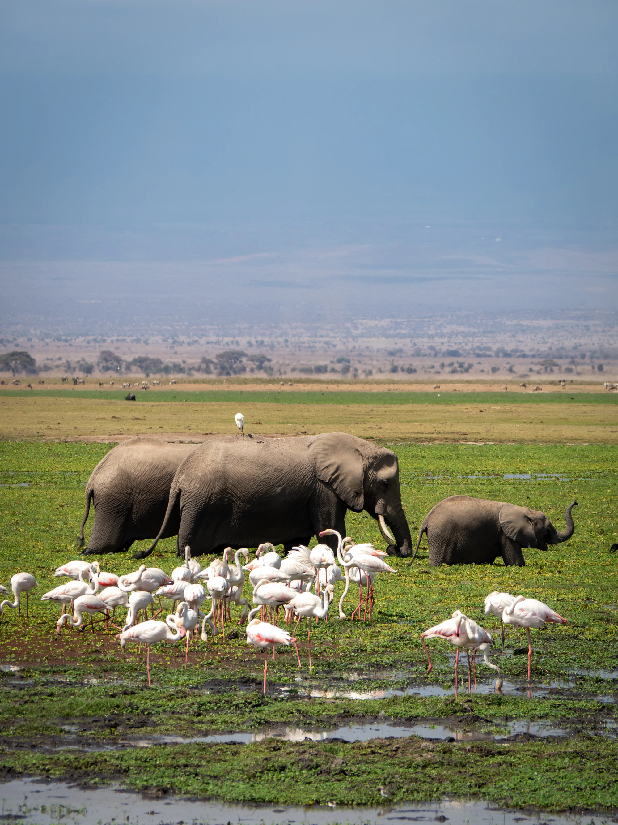 Elephant herd walking across green grass in Amboseli