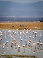 Numerous flamingos are wading in a shallow body of water, with their reflections visible on the surface. In the distance, a couple of zebras are grazing on the dry, grassy land. The scene is set against a backdrop of expansive mountains under a clear sky.