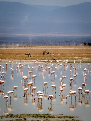 Numerous flamingos are wading in a shallow body of water, with their reflections visible on the surface. In the distance, a couple of zebras are grazing on the dry, grassy land. The scene is set against a backdrop of expansive mountains under a clear sky.