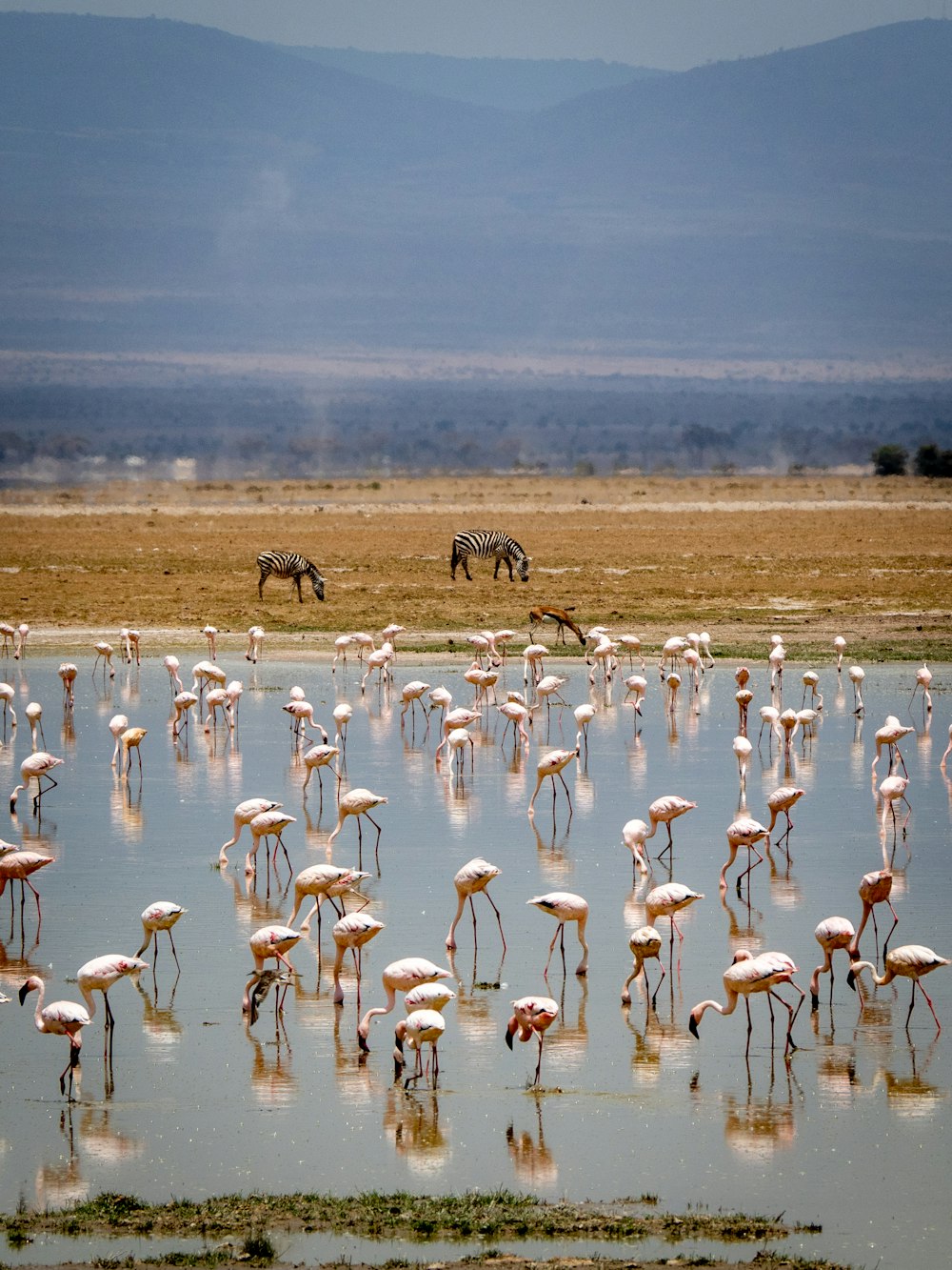 a large group of flamingos in a large body of water