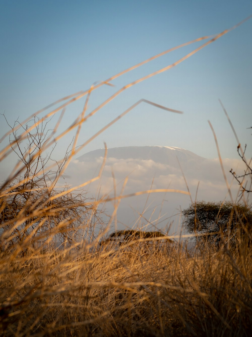 a view of a mountain through some tall grass