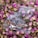 A clear plastic bag labeled 'CRYSTAL TEA HIGH QUALITY CBD' is surrounded by numerous dried pink rosebuds on a wooden surface. The bag is transparent, allowing the contents and the decorative rosebuds beneath to be seen clearly.