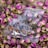 A clear plastic bag labeled 'CRYSTAL TEA HIGH QUALITY CBD' is surrounded by numerous dried pink rosebuds on a wooden surface. The bag is transparent, allowing the contents and the decorative rosebuds beneath to be seen clearly.