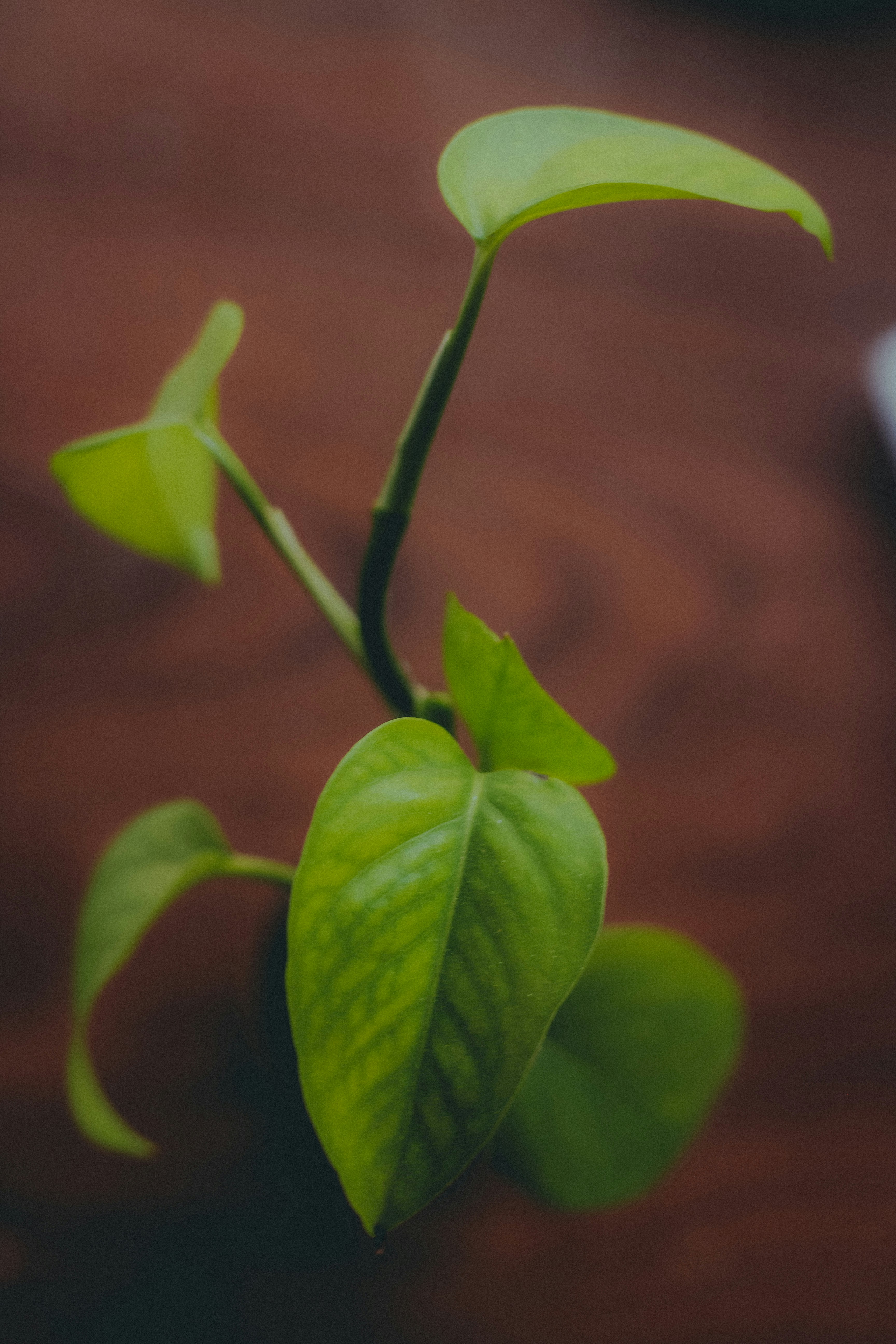 Photo by saeedisavy1