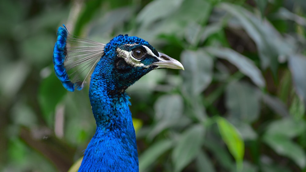 a close up of a blue bird with green leaves in the background