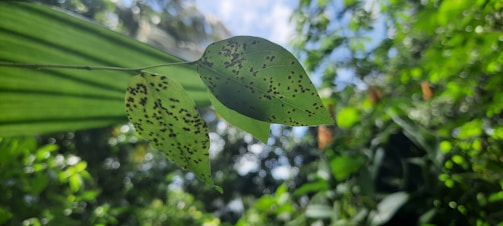 Two green leaves with black spots are captured in focus against a blurred background of foliage and a bright sky. The leaves have distinctive patterns that suggest disease or insect activity.