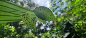 Two green leaves with black spots are captured in focus against a blurred background of foliage and a bright sky. The leaves have distinctive patterns that suggest disease or insect activity.