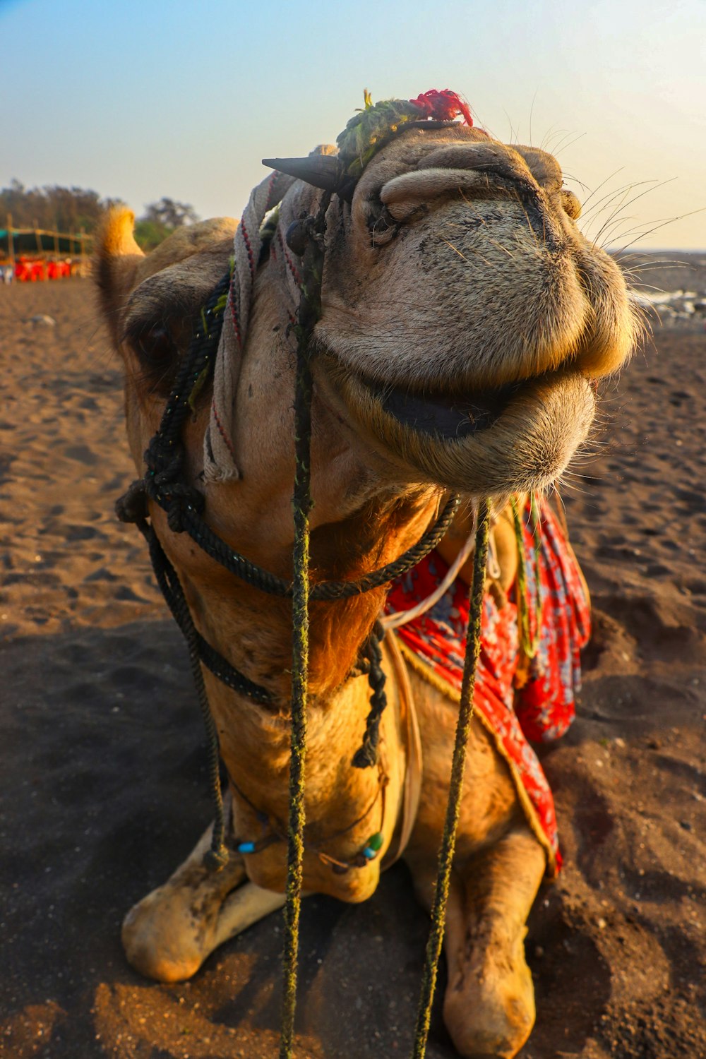 a close up of a camel on a beach