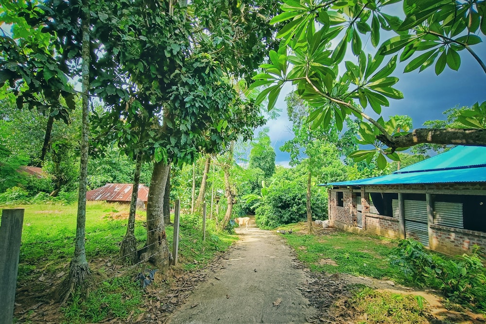 a dirt road in the middle of a lush green forest