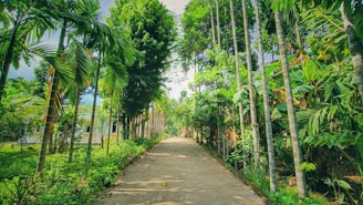 A serene view of a lush Florida state park with tall palm trees and a winding trail leading into the distance.