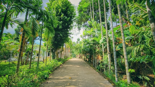 A serene pathway lined with tall palm trees and lush greenery leads towards a distant point. Sunlight filters through the dense foliage, creating dappled patterns on the paved walkway. The scene is peaceful and enveloped in vibrant shades of green.