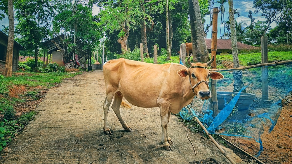 a brown cow standing on a dirt road