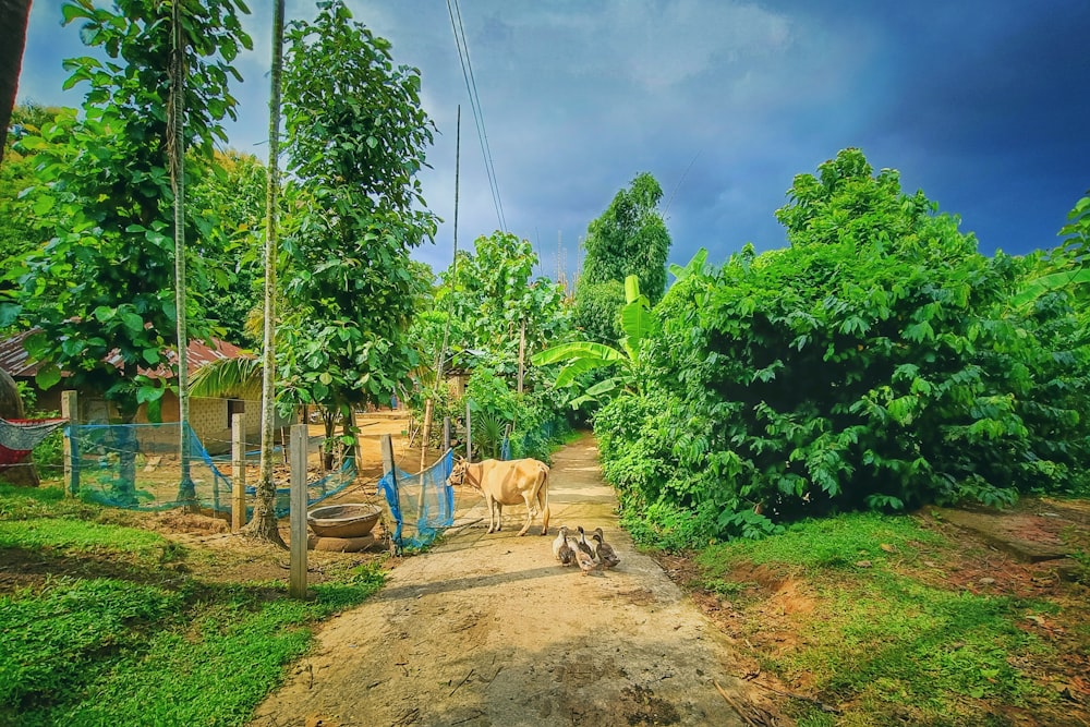a dirt road surrounded by trees and a cow