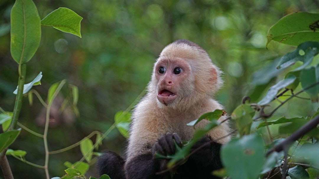 a monkey sitting in a tree looking at the camera,