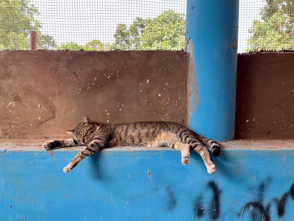 a cat that is laying down on a ledge