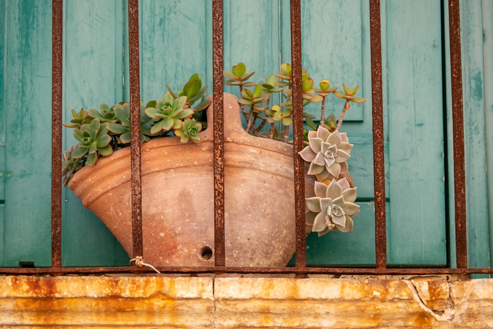 a potted plant sitting on top of a window sill