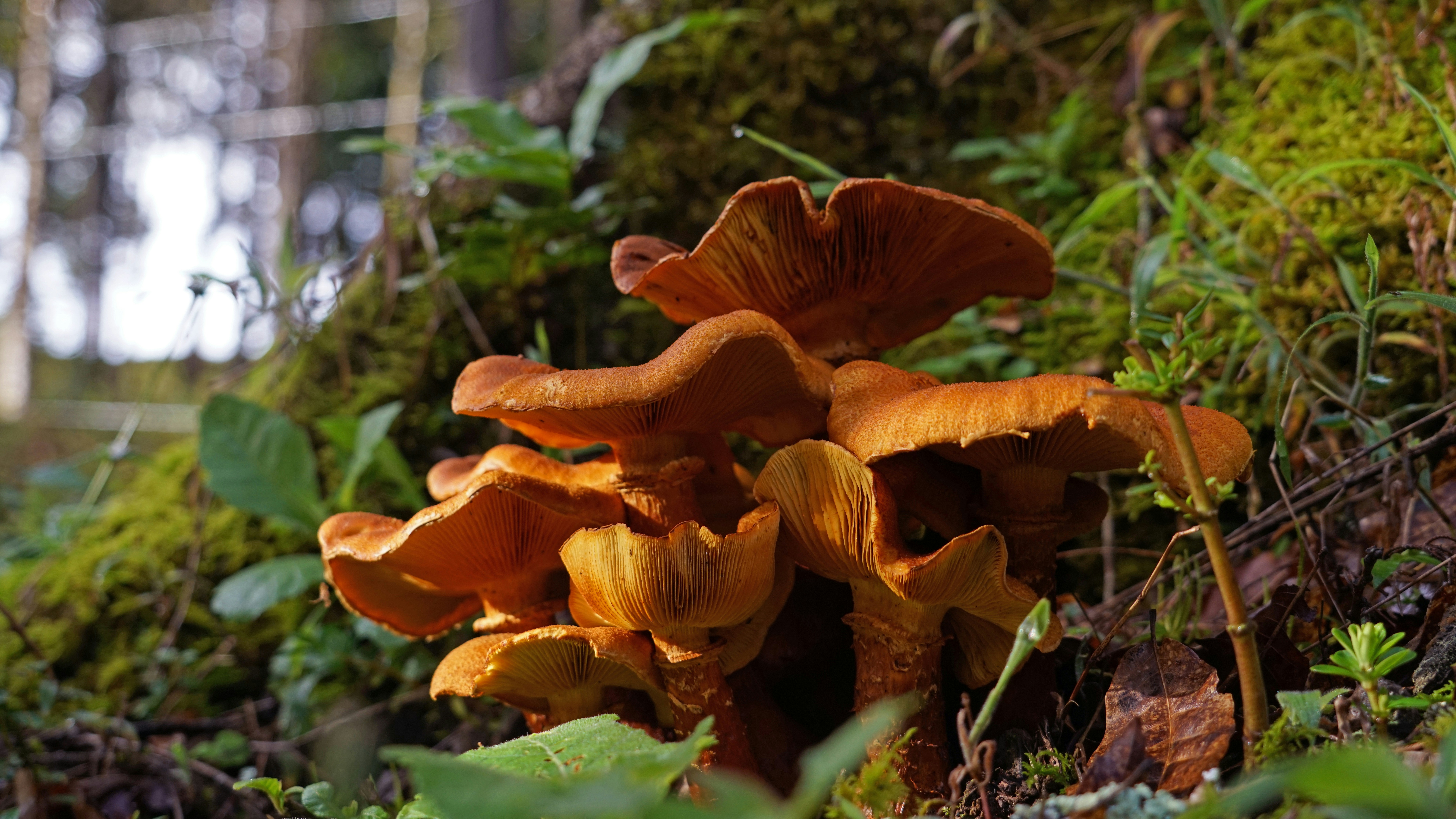 a group of mushrooms growing on the ground, 
