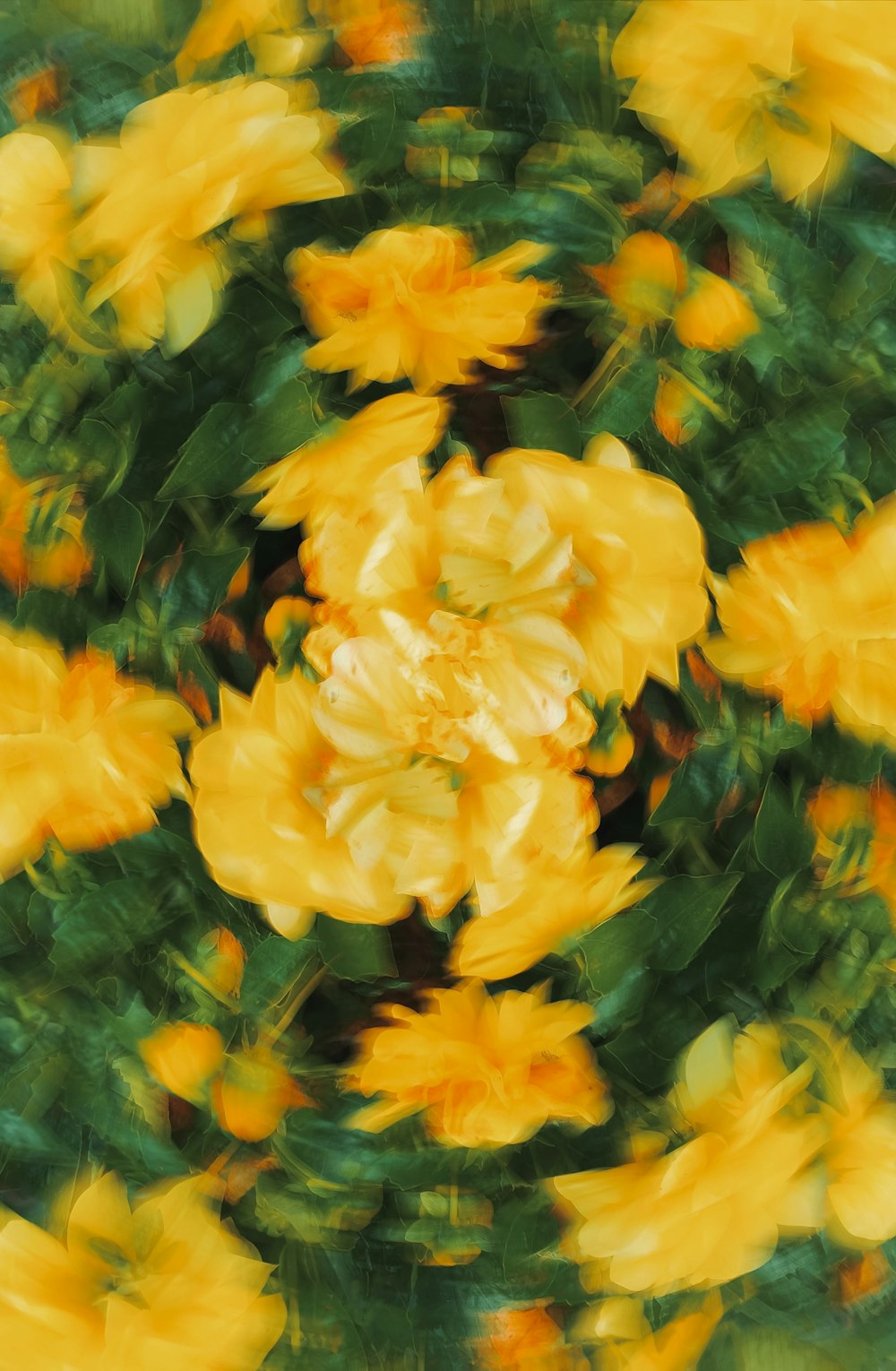 a close up of a yellow flower with green leaves