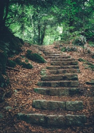 a set of stone steps in the woods