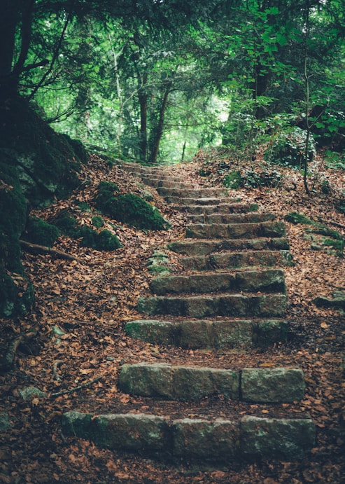 a set of stone steps in the woods