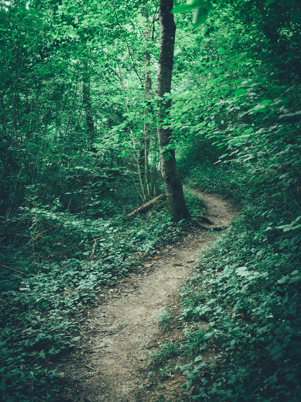 a path in the middle of a green forest