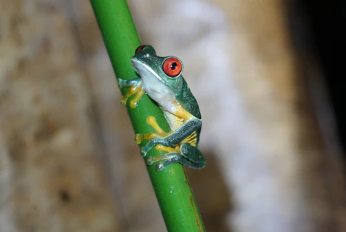 A close-up of a colorful tree frog clinging to a vibrant green leaf in a rainforest.