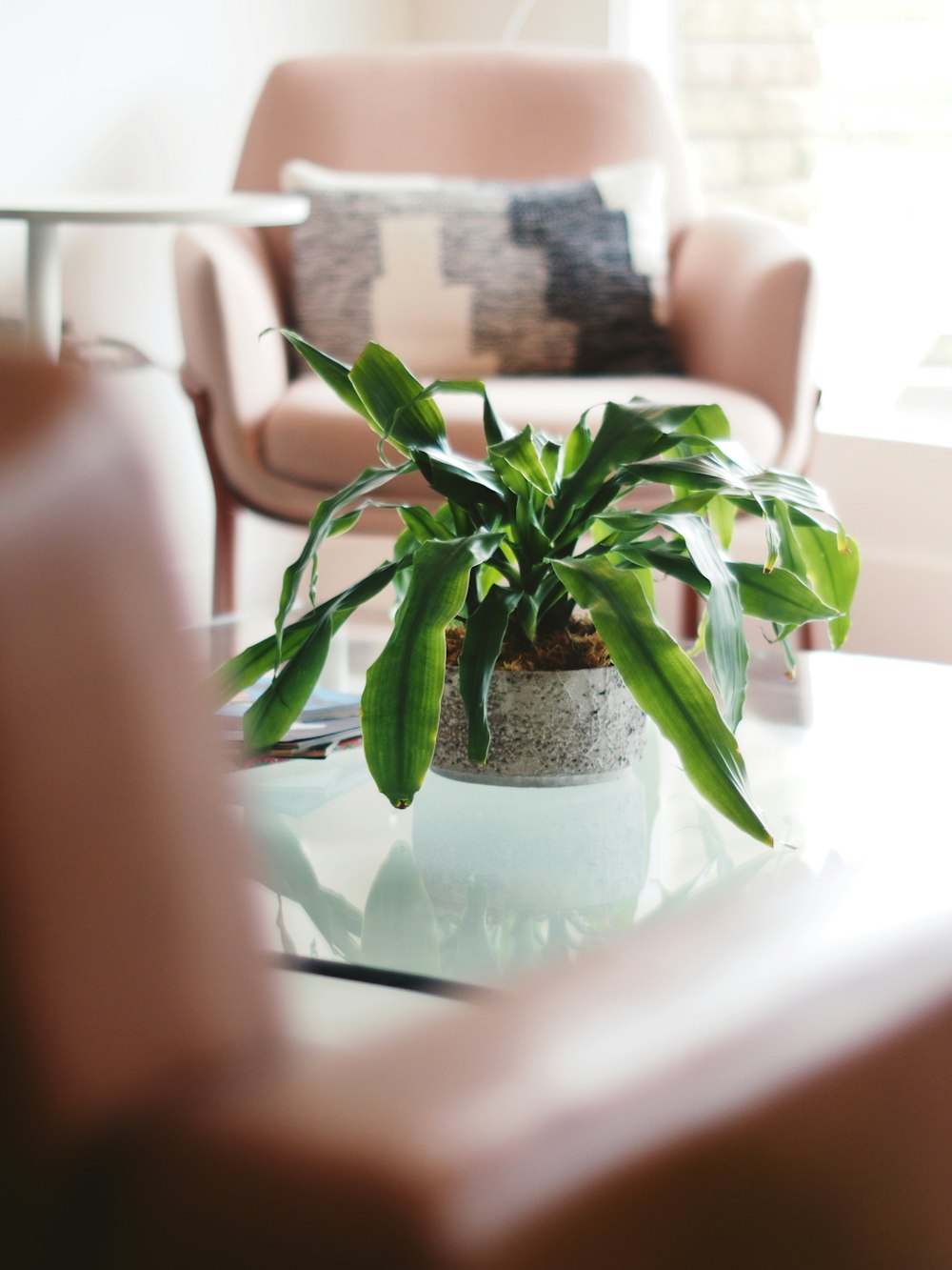 a potted plant sitting on top of a glass table