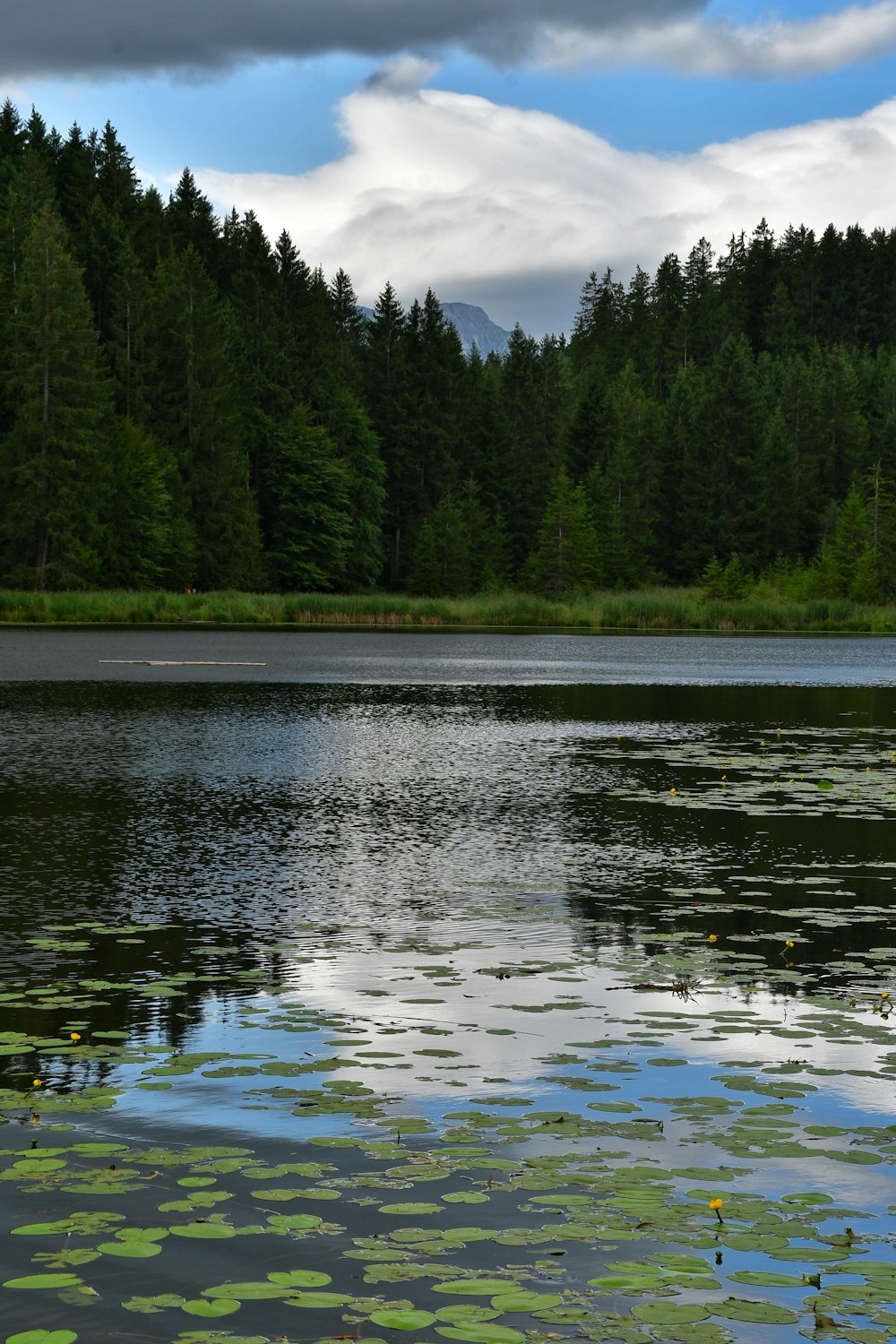 a large body of water surrounded by trees