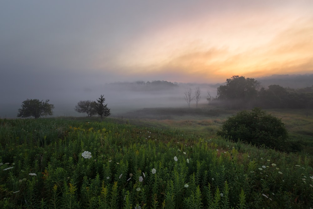 a foggy field with trees in the distance