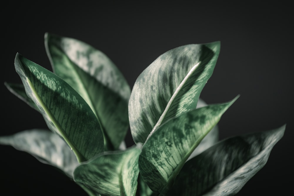 a close up of a plant with green leaves