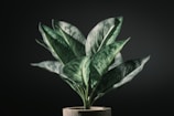 A rare Philodendron with dark green, glossy foliage in a rustic pot.