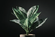 Detail of a matte black metal planter with a lush fern, emphasizing clean lines and durability.