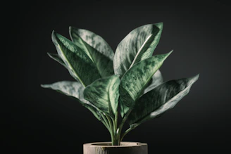 Detail of a matte black metal planter with a lush fern, emphasizing clean lines and durability.