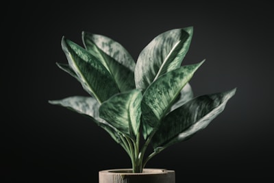 A rare Philodendron with dark green, glossy foliage in a rustic pot.