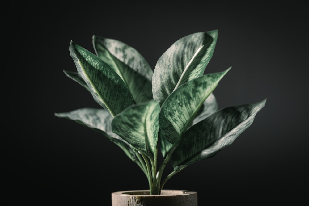 a potted plant with green leaves on a black background